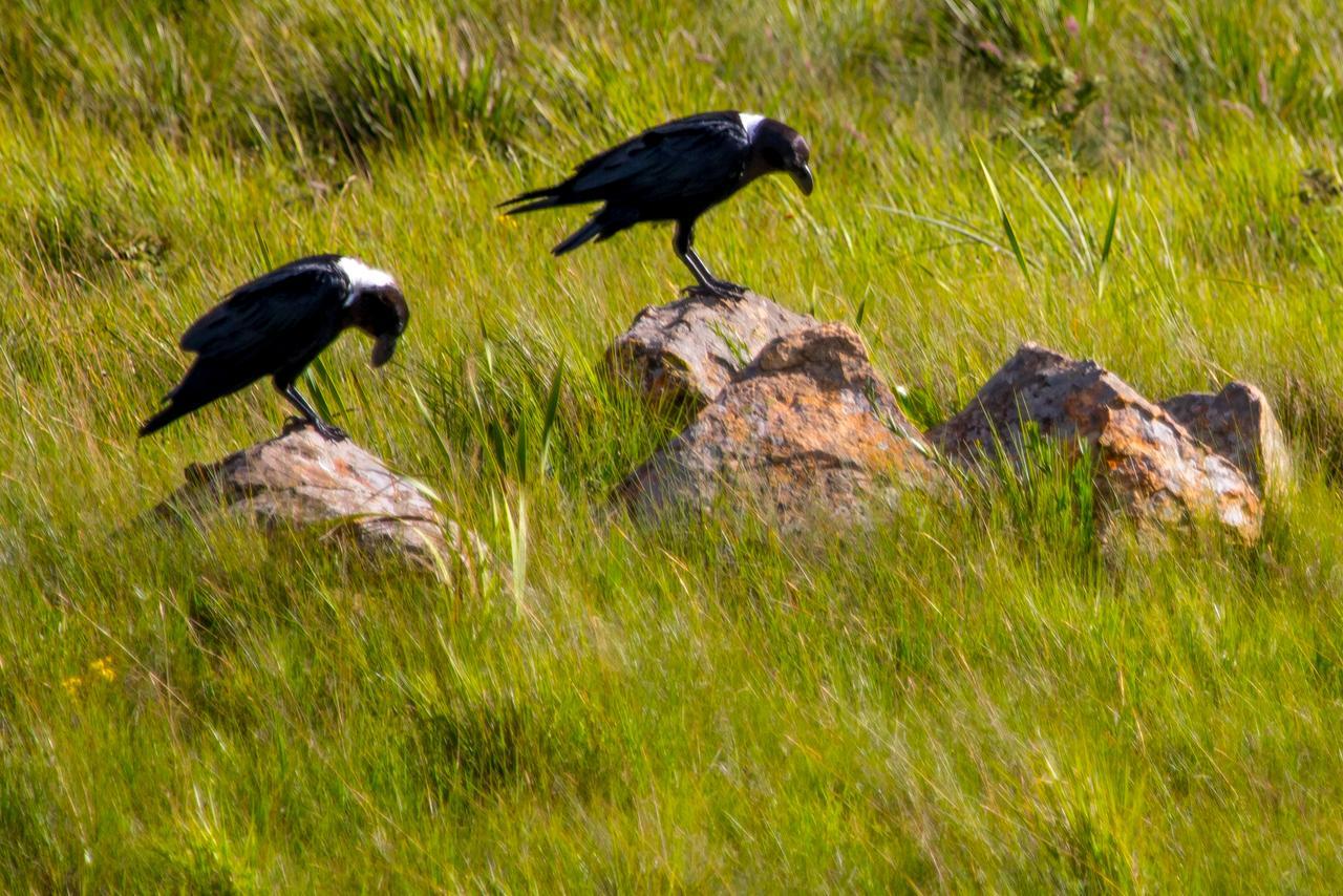 Greenfire Drakensberg Lodge Bonjaneni Exteriér fotografie